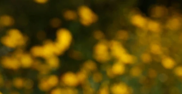 Blur Gele Bloemen Natuur Concept — Stockfoto