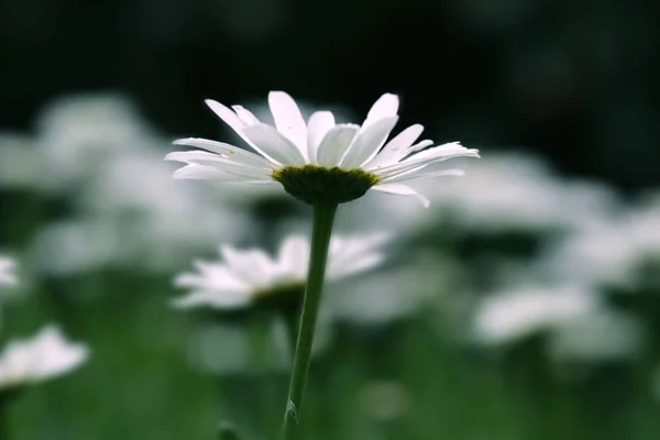 デイジーの花の庭の表示を閉じる — ストック写真