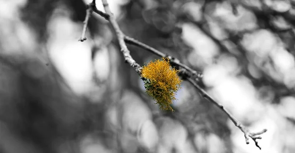 特写镜头春天花 自然背景 — 图库照片