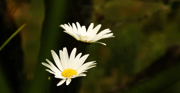 Closeup White Daisy Flowers Field — Stock Photo, Image