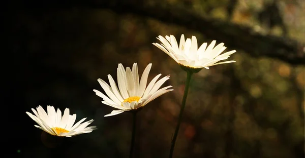 Nahaufnahme Weiße Gänseblümchen Blumen Feld — Stockfoto