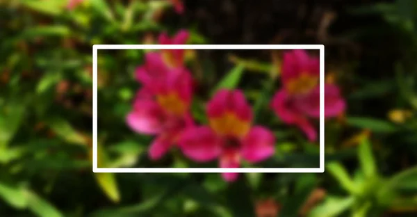 Creative Układ Różowe Kwiaty Zielone Liście Ramki Koncepcja Natura — Zdjęcie stockowe
