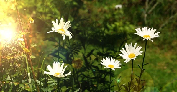 Gänseblümchen Blumen Feld Bei Sonnenaufgang — Stockfoto