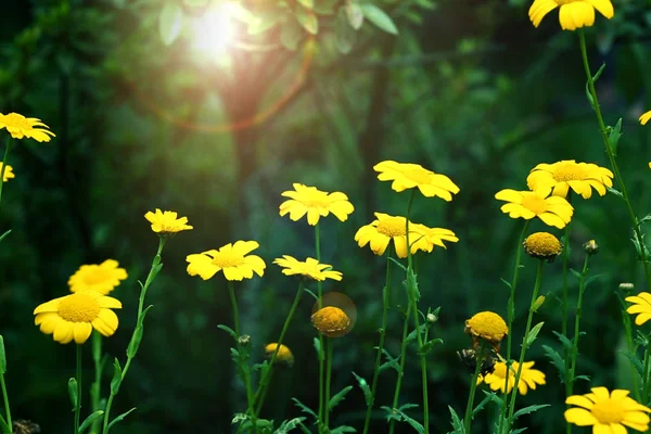 Daisy heřmánek květiny pole při východu slunce — Stock fotografie