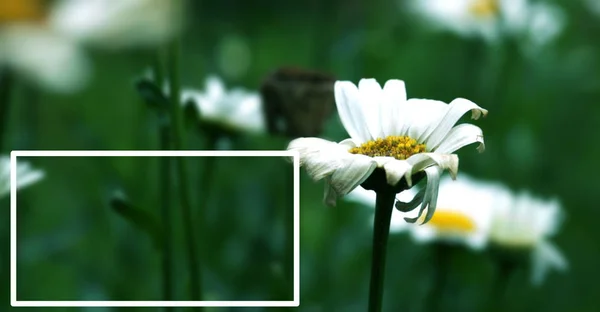 Feld Von Gänseblümchen Mit Rahmen — Stockfoto