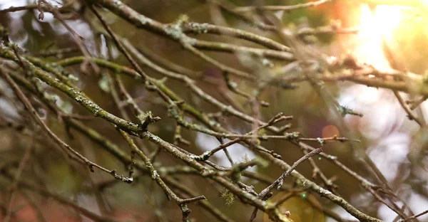 Musgo Líquen Ramo Uma Árvore Com Chama Luz Solar — Fotografia de Stock
