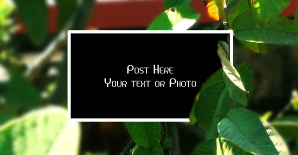 Fotolijstjes Met Guave Boom Blad Achtergrond Van Natuur Natuur Concepten — Stockfoto