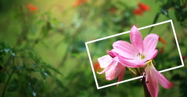 Flor Rosa Folha Verde Jardim Com Moldura Branca Luz Sol — Fotografia de Stock