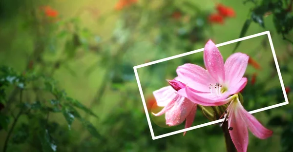 Flor Rosa Hoja Verde Jardín Con Marco Blanco Luz Del —  Fotos de Stock