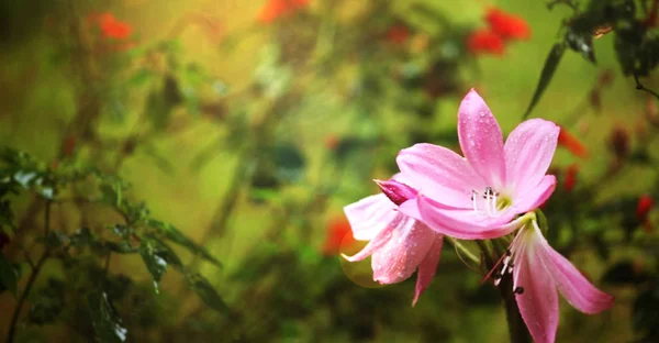 Güneş Işığı Ile Bahçede Pembe Çiçek — Stok fotoğraf