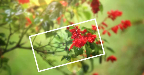 Red Flower Green Leaf White Frame — Stock Photo, Image