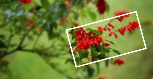 Kırmızı Çiçek Yaprak Yeşil Bahçesinde Bulunan Beyaz Bir Çerçeve — Stok fotoğraf