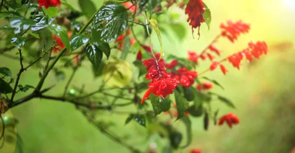 Röd Blomma Och Grönt Löv Trädgården Med Solljus — Stockfoto