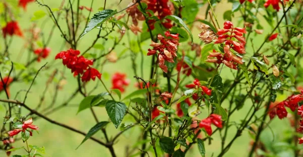 Red Flower Green Leaf Garden — Stock Photo, Image