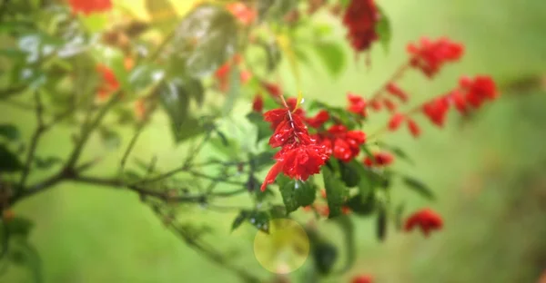 Röda Blommor Trädgården Med Solljus — Stockfoto