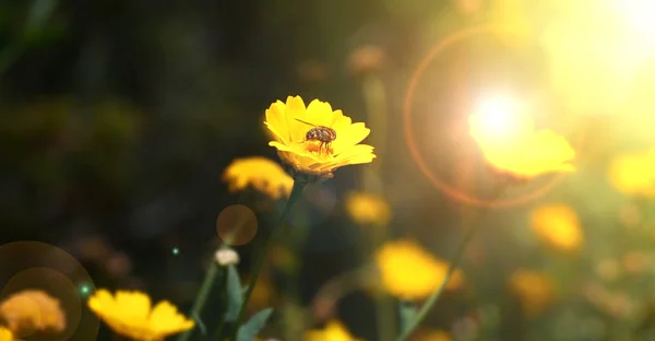 Маленькая Пчела Крупным Планом Вершине Желтого Цветка Ромашки Солнечной Вспышкой — стоковое фото