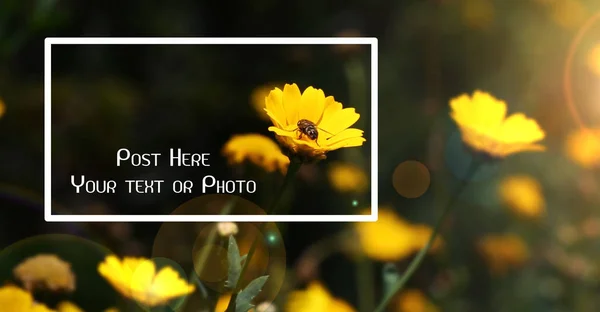 Malá Včelka Closeup Nad Žlutá Sedmikráska Květ Rámem — Stock fotografie