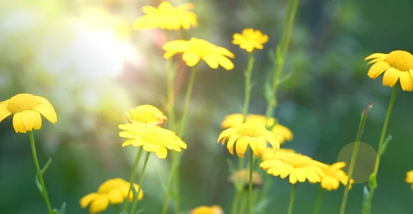 Сосредоточение Внимания Красивой Природной Сцене Цветущим Утренним Солнцем Факел Цветке — стоковое фото