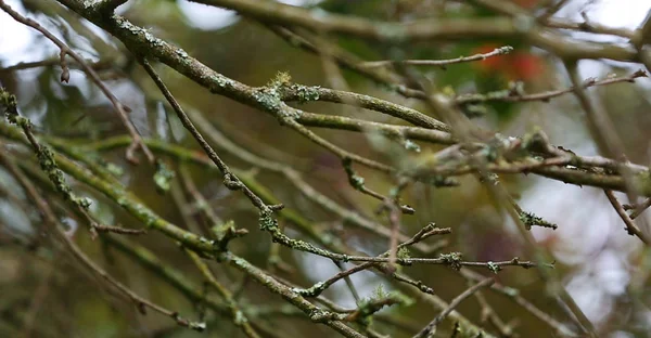 Trädgren Med Mossa Naturen — Stockfoto