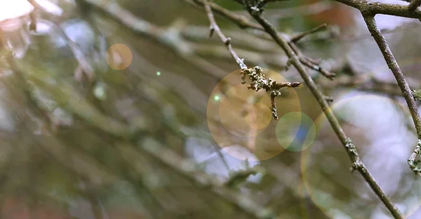 Ramo Albero Con Bagliore Luce Solare — Foto Stock