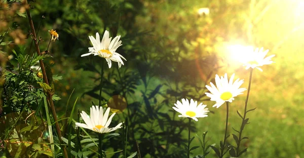 White Daisy Flower Filed Sunlight — Stock Photo, Image