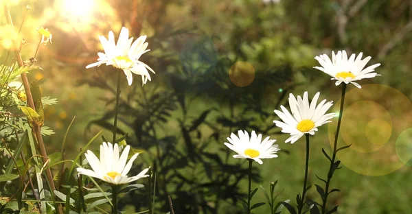 Weiße Gänseblümchenblümchen Mit Sonnenlicht — Stockfoto