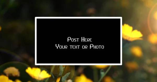Gele Daisy Bloemen Veld Bij Zonsopgang Met Fotolijstjes — Stockfoto