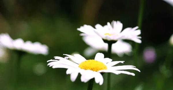 White Daisy Flowers Garden Landscape Nature Background — Stock Photo, Image