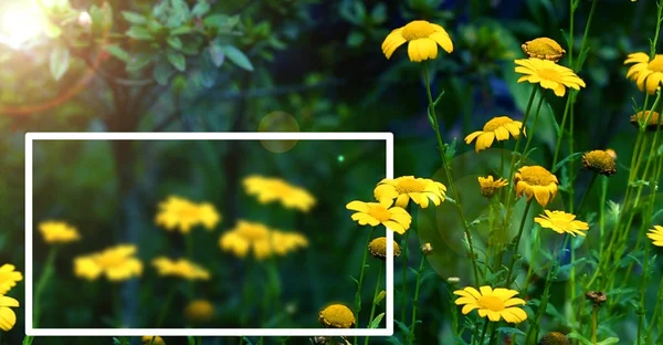 Желтые Ромашки Поле Восходе Солнца Фоторамкой — стоковое фото