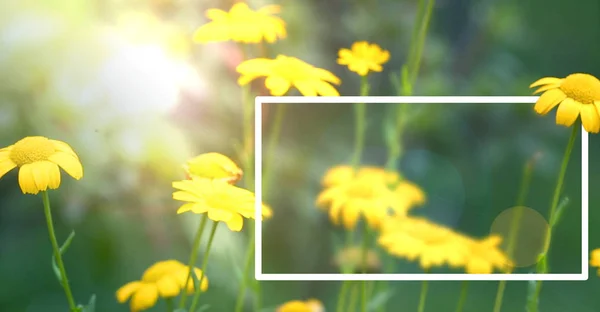 Желтые Цветы Рассвете Весенние Ромашки Фон Фоторамкой — стоковое фото