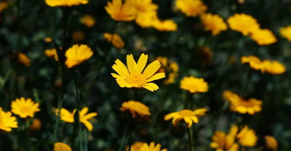 Желтые Ромашки Саду — стоковое фото