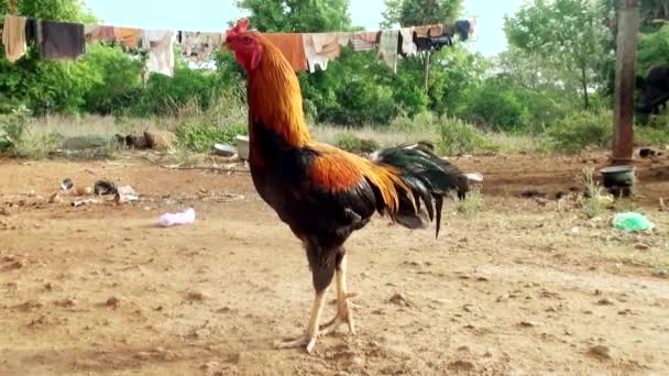 Coq Regardant Caméra Fermer Fond Nature — Video