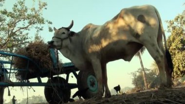 Saman bir haystack yanında tarım arazileri mezarlığına yeme inek