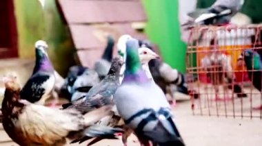 Aile güvercinler sürüsü