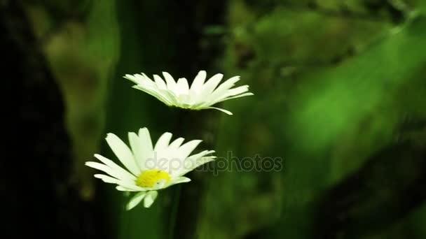 Close Wild Daisy Flowers Beautiful Spring Time — Stock Video