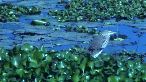 Birds Sitting Water Pond — Stock Video