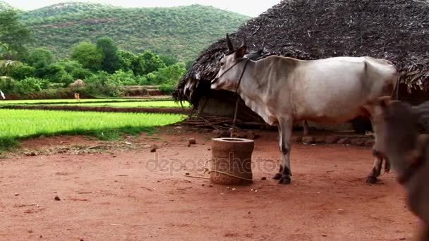 Calf Suckling Cow Udder Beautiful Green — Stock Video