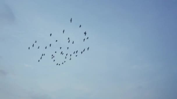 Aves Voadoras Céu Azul — Vídeo de Stock