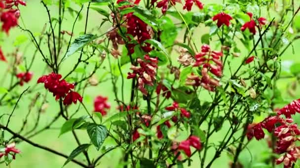 Regen Rode Bloemen Gras Achtergrond Romantische Bloemen Mooie Tuin — Stockvideo