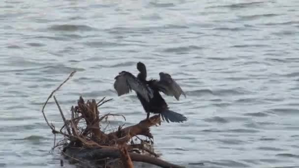 Cormorant Standing Perch Pond — Stock Video