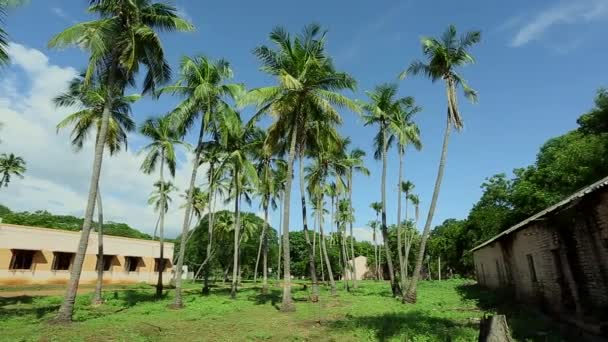 Pan Sinistra Alberi Cocco Con Casa Sullo Sfondo India — Video Stock