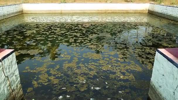 寺庙池塘 外部印度教寺庙池塘 — 图库视频影像