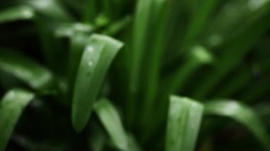 Yakın çekim vahşi doğa çiçekler, atış kaydırma