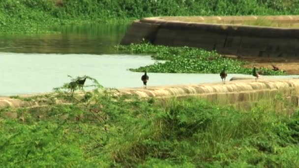 Pavo Real Con Fondo Estanque Paisaje — Vídeo de stock