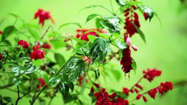 Heves Esőzések Csöpög Piros Virágok Háttérben Növények Romantikus Virágok Szép — Stock videók