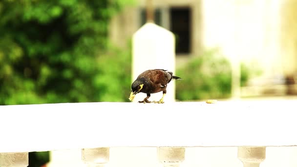 Mooie Van Gemeenschappelijke Myna Eten Goedendag Koekje — Stockvideo