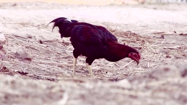 母鸡喂养在自然农场 — 图库视频影像