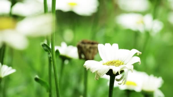 Άγρια Λουλούδια Καθημερινά Στο Πράσινο Γρασίδι Κινηματογράφηση Πρώτο Πλάνο — Αρχείο Βίντεο