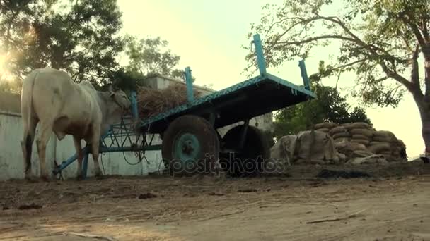 Nek Düzenleme Saman Bir Haystack Yanında Tarım Arazileri Mezarlığına Yeme — Stok video