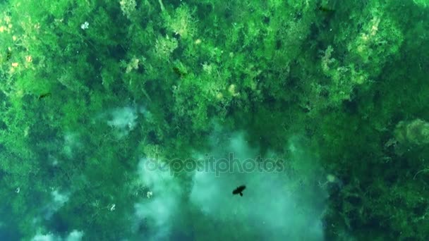 Visão de reflexão de água voar pássaros e nuvens de árvores — Vídeo de Stock